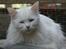 Maine Coon Miss Snow Lady af Canpaza
