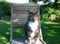 Huskat Trisse