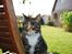 Huskat Trisse