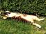 Huskat Trisse