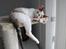 Cornish Rex Abby - Ren afslapning