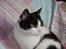 Huskat Baby (/Feya)  23/6-2006 - 28/7-2018.  - babymiss 2011