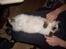 Ragdoll /Hellig Birma Louis