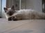Ragdoll /Hellig Birma Louis