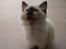 Ragdoll /Hellig Birma Louis
