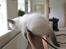 Ragdoll /Hellig Birma Louis
