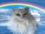 Maine Coon loka R.I.P smukke pige