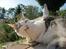 Maine Coon Milkiway - sommer 2011