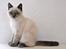 British Shorthair Figi's Bell