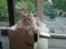 Maine Coon Bobby L Teddy Bear