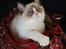 Ragdoll DK Rags of Silk Assam Alix