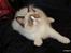 Ragdoll DK Rags of Silk Assam Alix