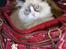 Ragdoll DK Rags of Silk Assam Alix