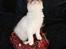 Ragdoll DK Rags of Silk Assam Alix