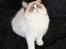 Ragdoll DK Rags of Silk Assam Alix