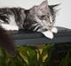 Maine Coon Bandit