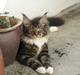 Maine Coon Loke