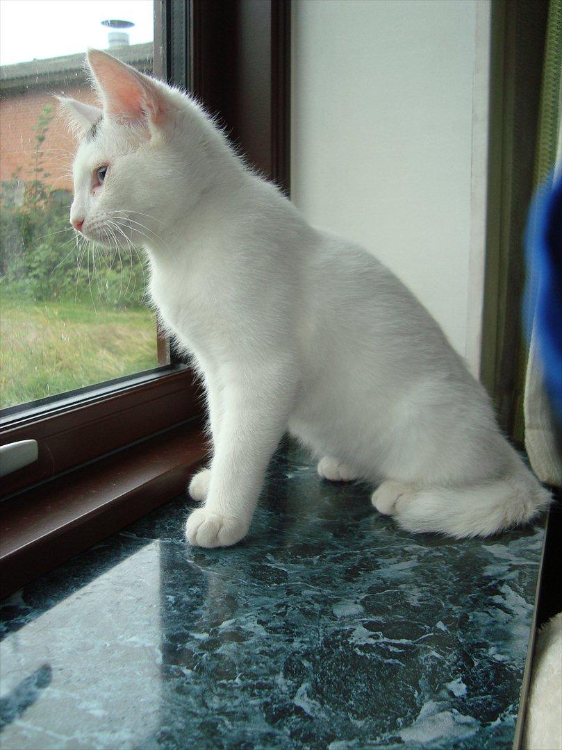 Blanding af racer Suki Soulmate<3 aka Sukkergris billede 8