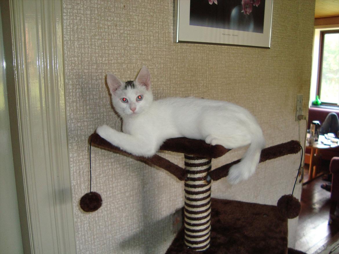 Blanding af racer Suki Soulmate<3 aka Sukkergris billede 9