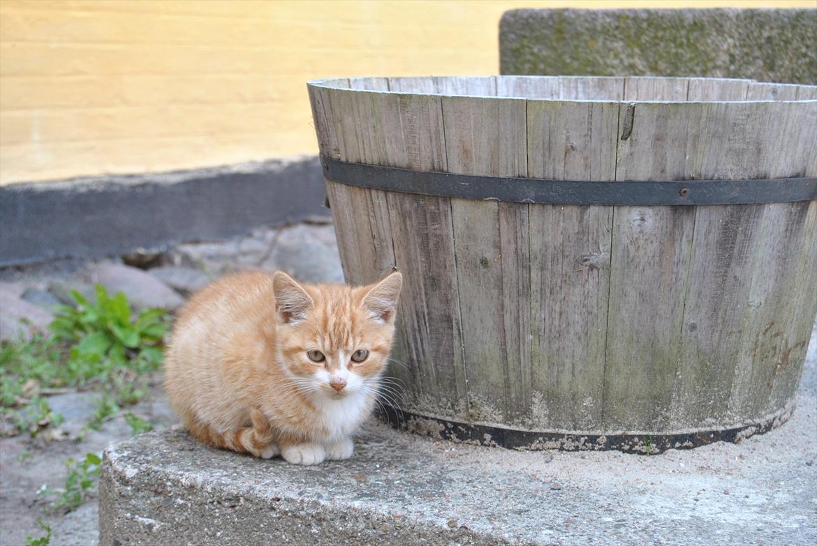 Huskat tigermis billede 1