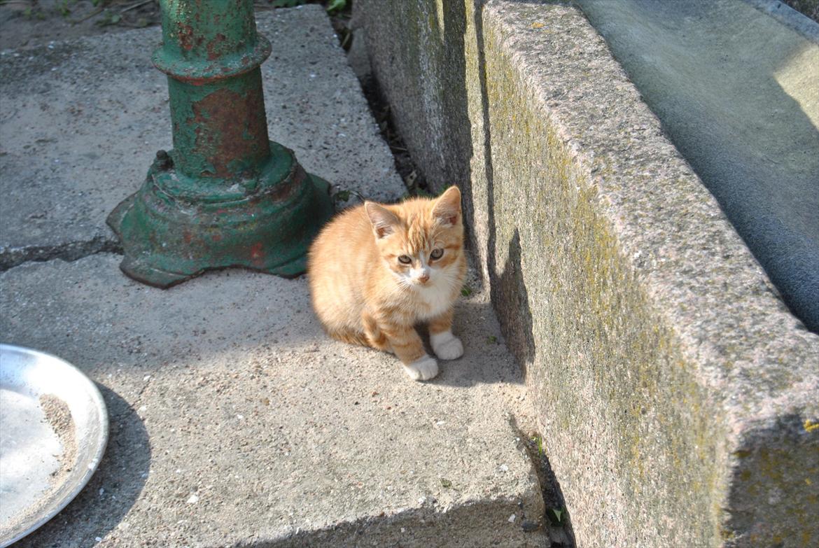 Huskat tigermis billede 2