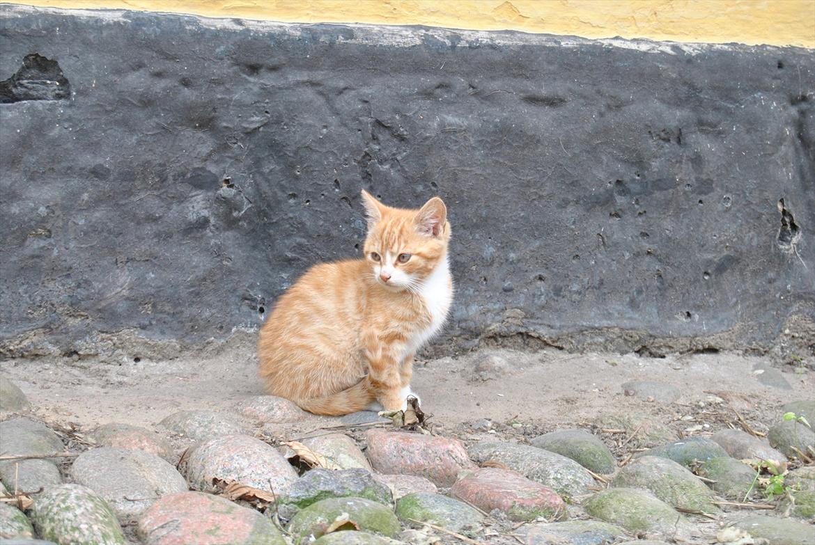 Huskat tigermis billede 3