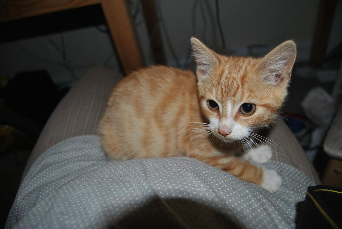 Huskat tigermis billede 4