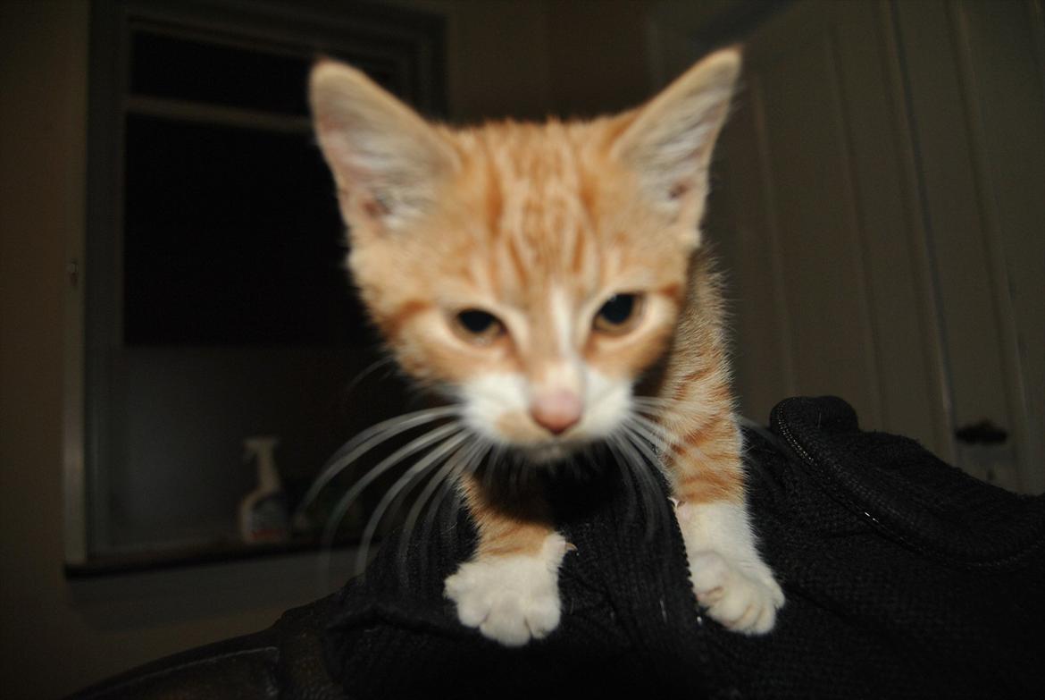 Huskat tigermis billede 5