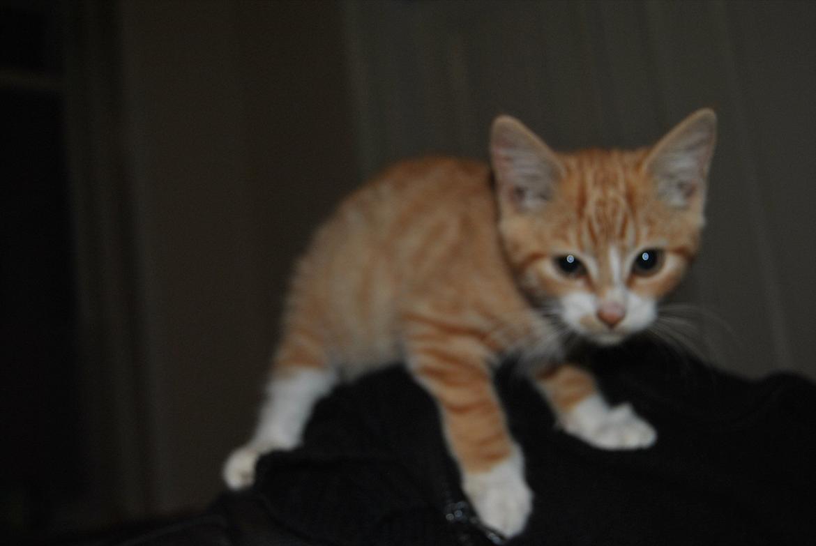 Huskat tigermis billede 6