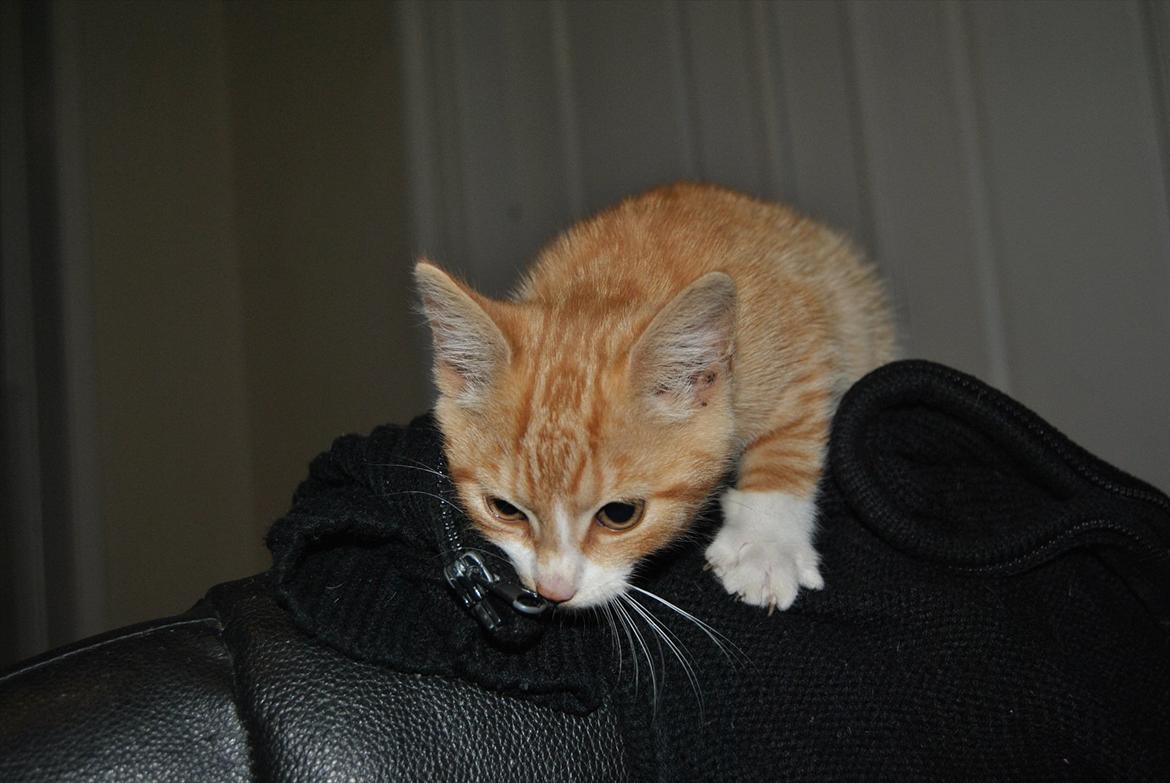 Huskat tigermis billede 7