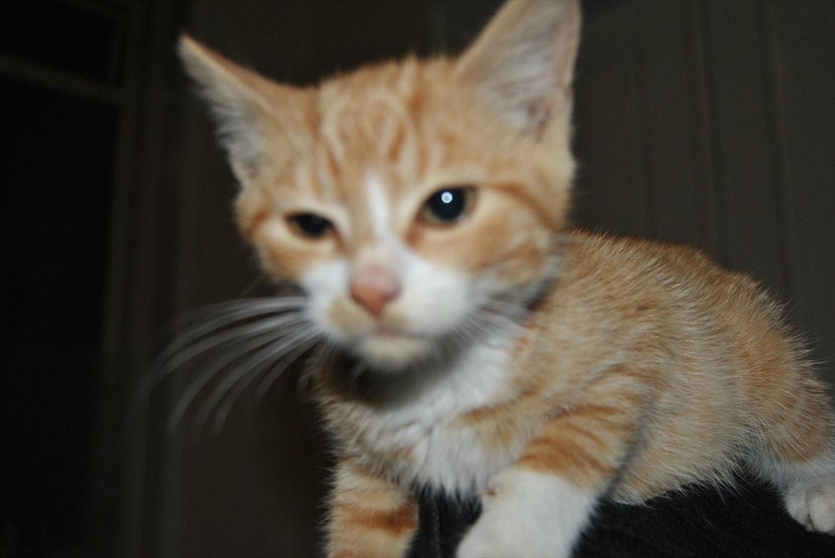 Huskat tigermis billede 8