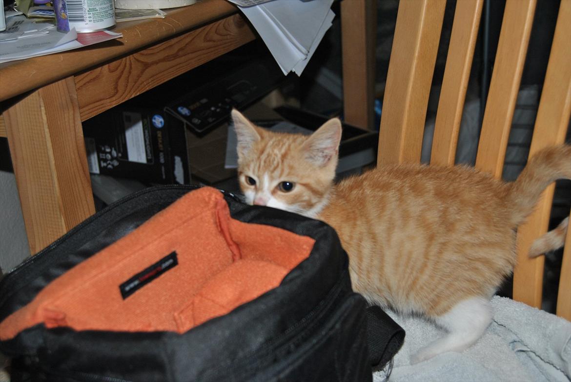 Huskat tigermis billede 9