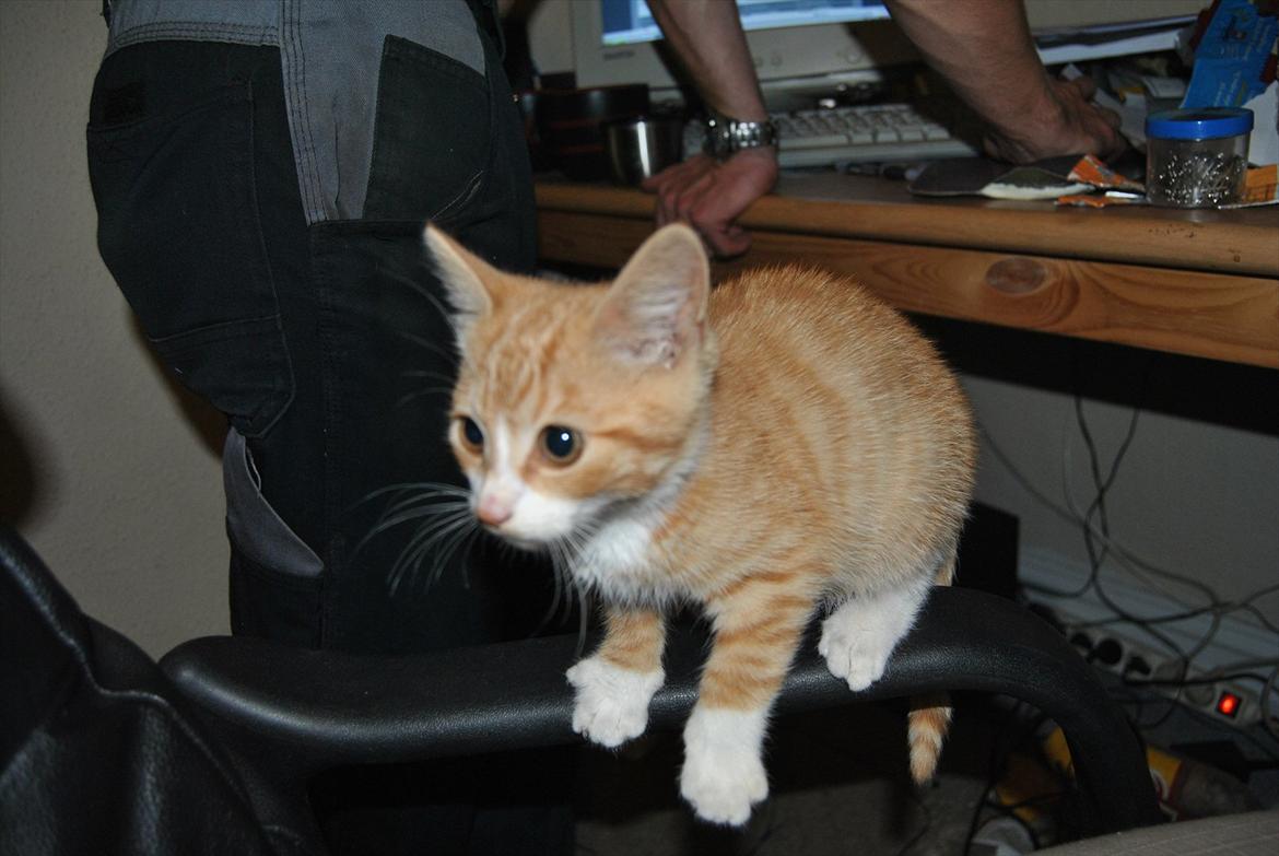 Huskat tigermis billede 10