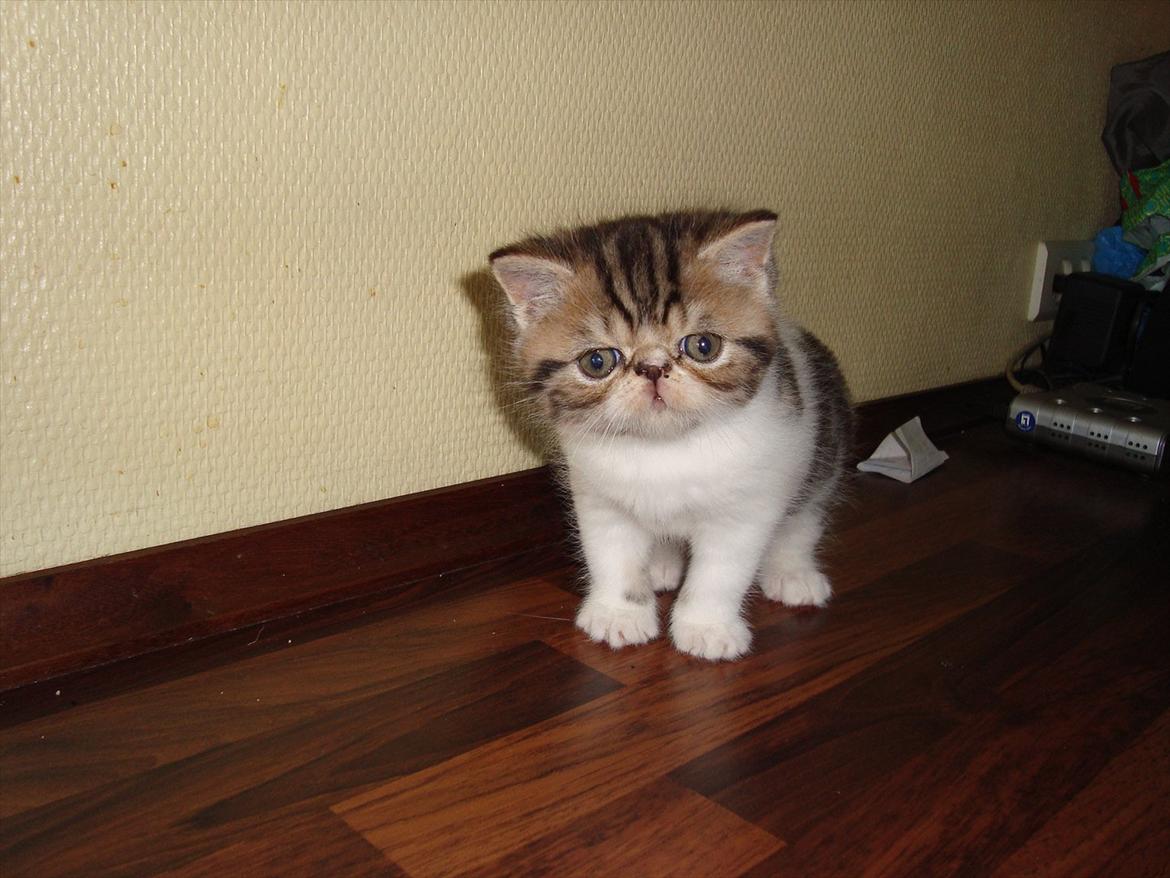 Exotic ronaldo billede 1