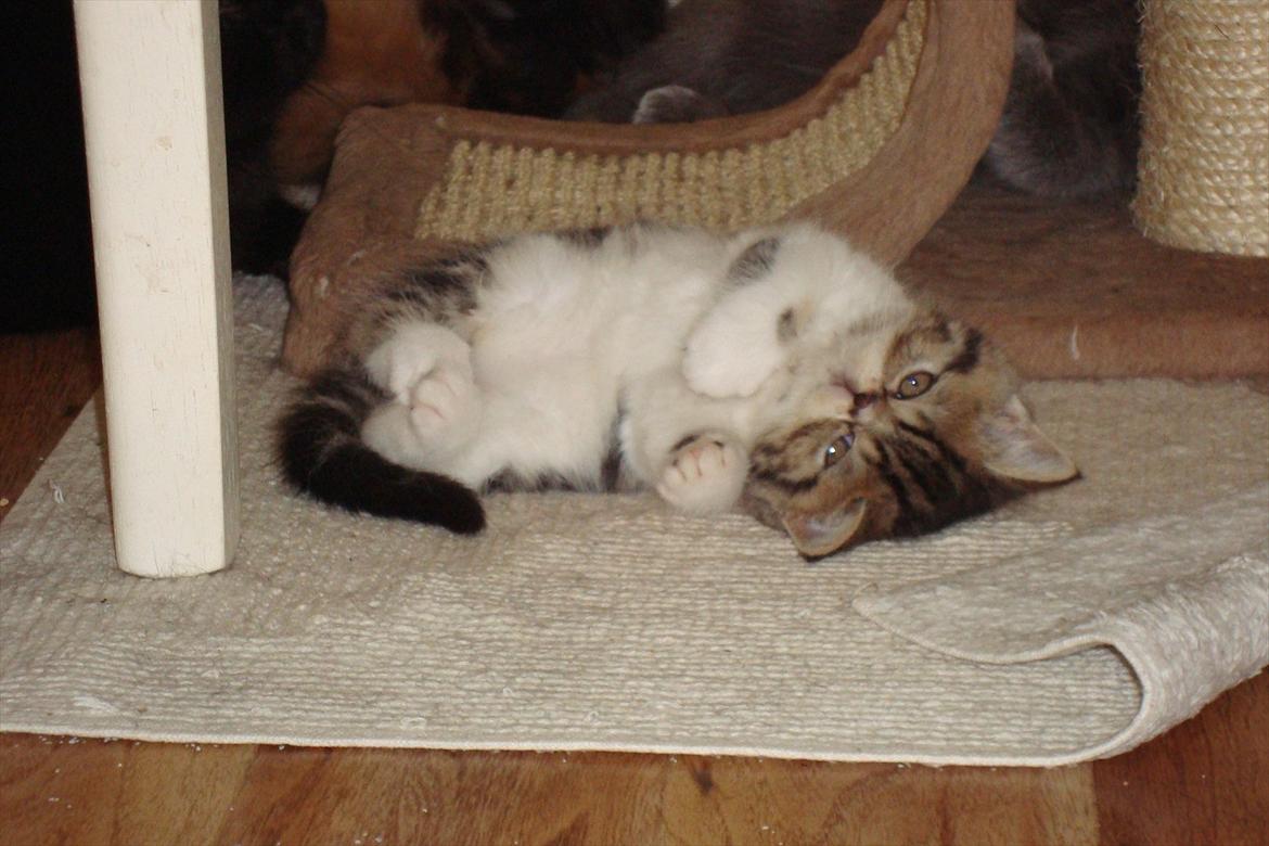 Exotic ronaldo billede 2