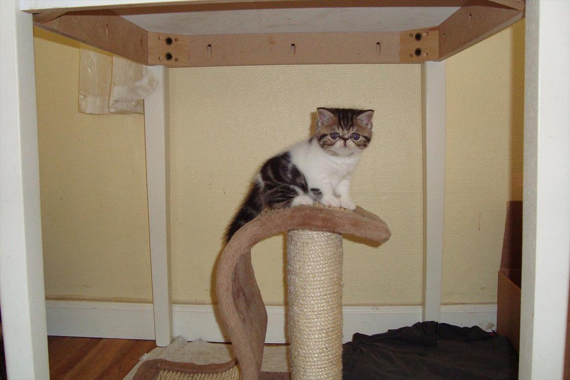 Exotic ronaldo billede 3