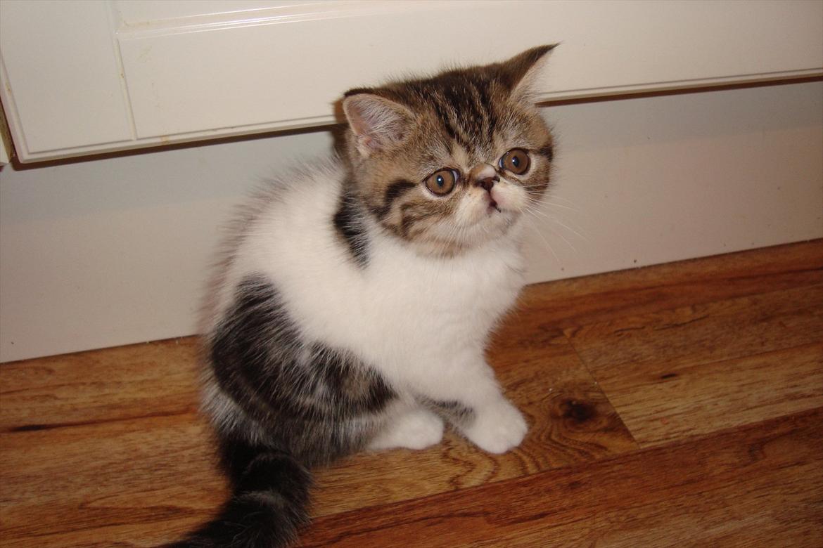 Exotic ronaldo billede 4