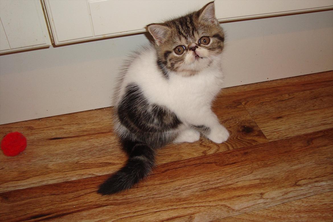 Exotic ronaldo billede 5