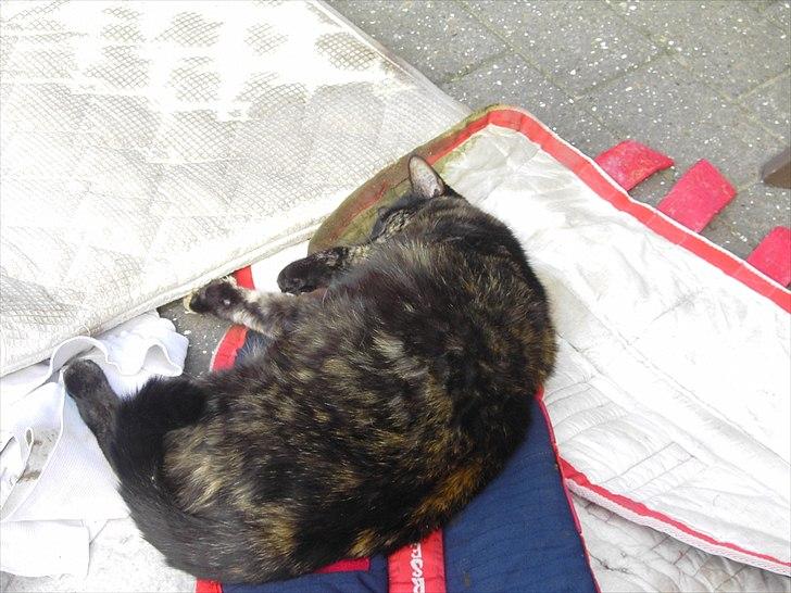 Huskat Bette Mus billede 15