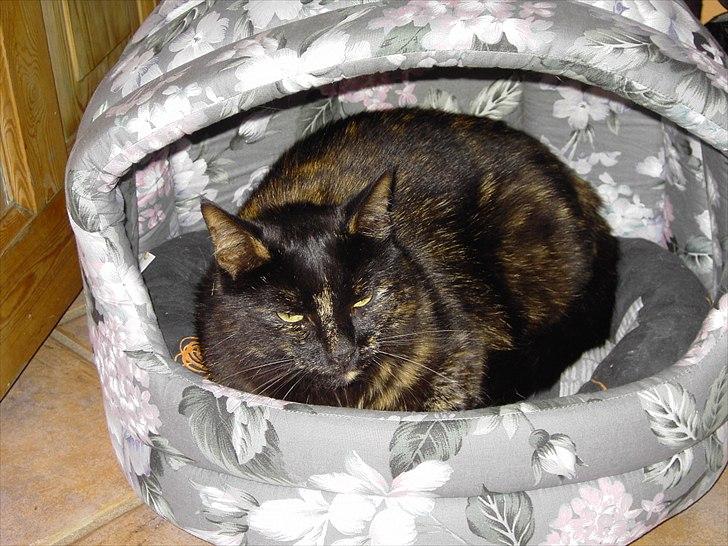 Huskat Bette Mus billede 16