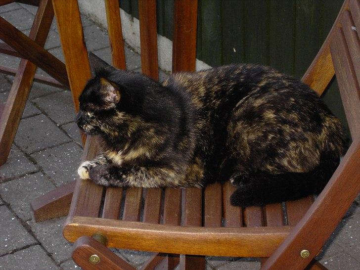 Huskat Bette Mus billede 17