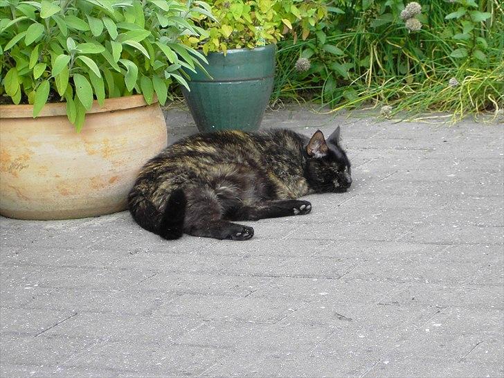 Huskat Bette Mus billede 18