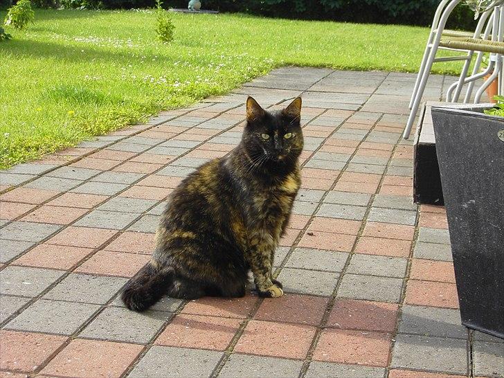 Huskat Bette Mus billede 19