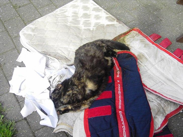 Huskat Bette Mus billede 20