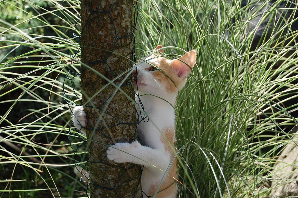 Huskat Sixten billede 2