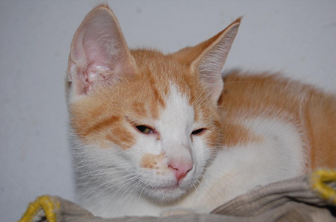 Huskat Sixten billede 1