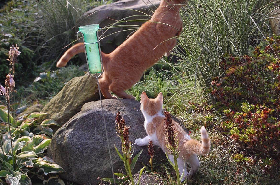 Huskat Sixten - Jagter Leo :) billede 3