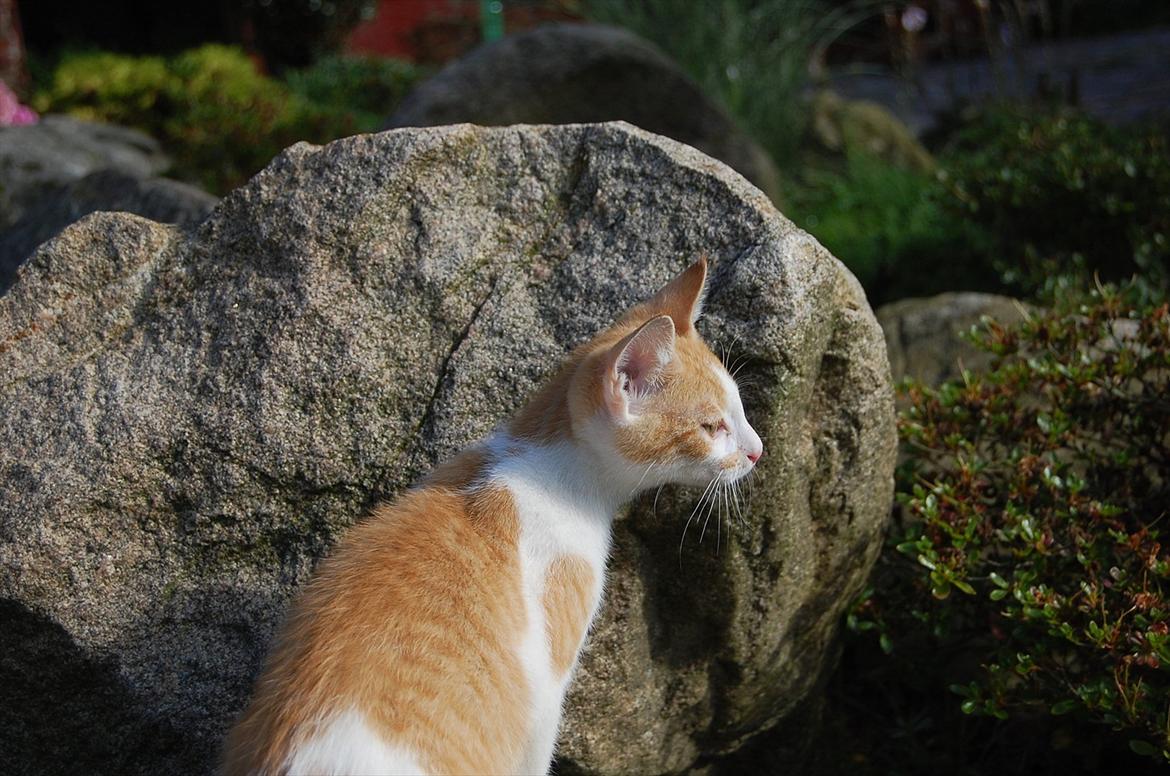 Huskat Sixten billede 4