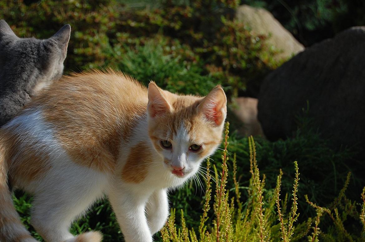 Huskat Sixten billede 5