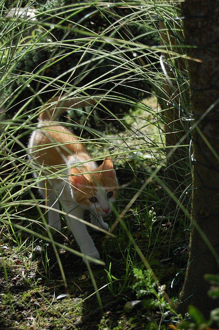 Huskat Sixten billede 6